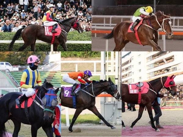 27일 서울경마공원 11경주로 열리는 1등급 2000m 장거리 경주에는 자타가 인정하는 장거리 강자들이 대거 출동해 우승다툼을 벌인다. 왼쪽부터 시계방향으로 문학치프·심장의 고동·샴로커·슈퍼삭스·흑전사. 사진제공ㅣ 한국마사회