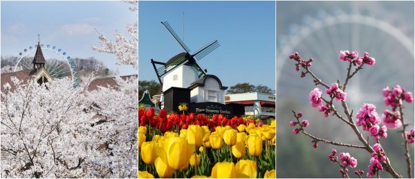 왼쪽부터 에버랜드의 벚꽃, 튤립, 매화. 사진 | 삼성물산 리조트부문