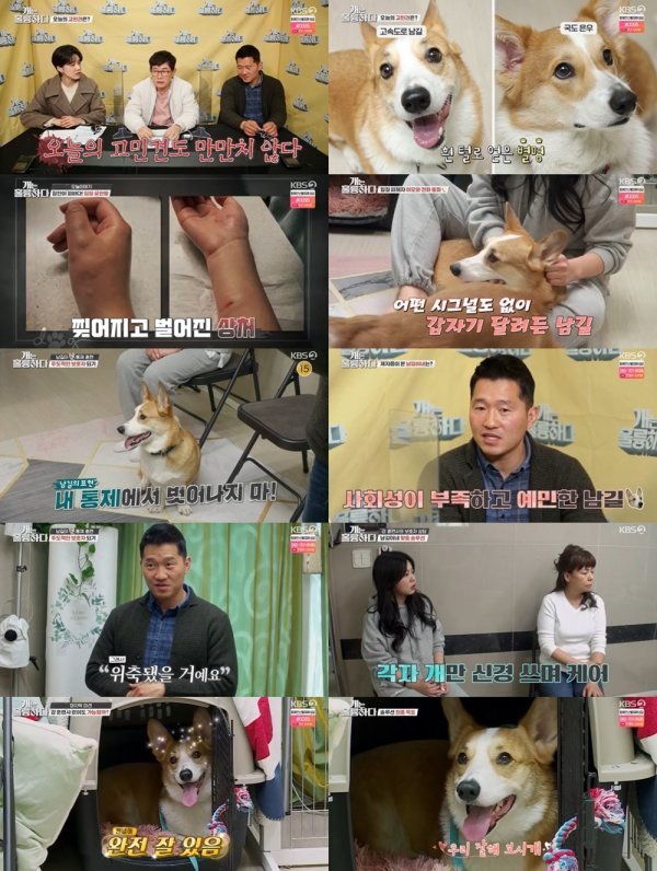 [사진 출처 : KBS2 ‘개는 훌륭하다’ 캡처]