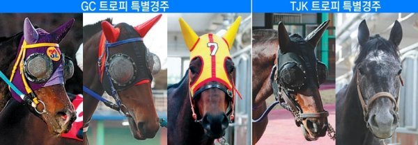 어디가나·퀸즈투어·사려니퀸·스팟플래터·위너블루(왼쪽부터).