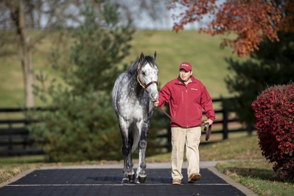 씨수말로 제2의 마생을 살고 있는 한국마사회 소속 경주마 닉스고