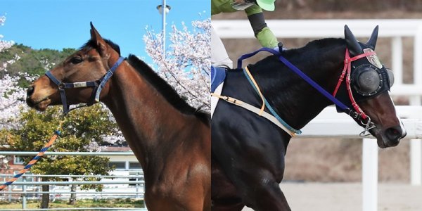 골든파워(왼쪽)·라온퍼스트. 사진제공|한국마사회