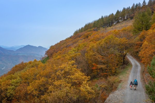 하이원리조트의 트레킹 코스인 하늘길의 가을 전경