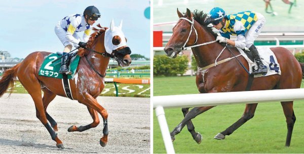 9월 4일 서울경마공원에서 열리는 ‘제5회 코리아컵·코리아스프린트’에 출전하는 해외 경주마에 관심이 쏠리고 있다. 코리아컵에 
출전하는 일본의 세키후(왼쪽)와 코리아스프린트에 출전하는 홍콩의 컴퓨터패치. 사진출처 l 일본중앙경마회·홍콩자키클럽