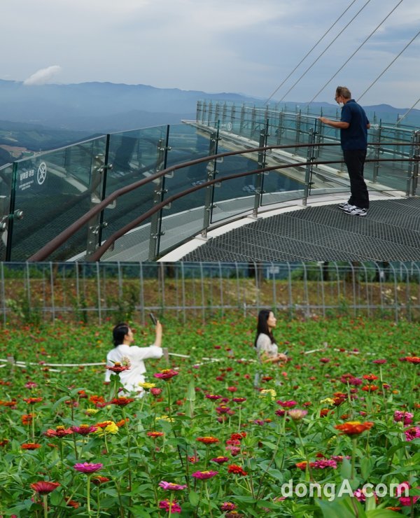 해발 1458m인 발왕산 정상에 있는 24m 높이의 전망대 스카이워크. 우리나라에서 가장 높은 곳에 위치한 전망대로 시원한 바람과
 360도 파노라마 풍경이 멋지다(위).9월6일부터 12일까지 평창읍 일원에서 열리는 평창백일홍축제 메인 행사장. 100일동안 
붉게 핀다는 백일홍들이 벌써부터 꽃망울을 터트리며 피어 있다.  평창｜김재범 기자 oldfield@donga.com