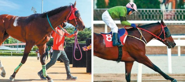 4일 서울경마공원에서 열리는 ‘제5회 코리아컵·코리아스프린트’ 국제경주에 출전하는 국내 대표마에 관심이 쏠리고 있다. 코리아컵에 출전하는 위너스맨(왼쪽)과 라온더파이터. 사진제공 l 한국마사회