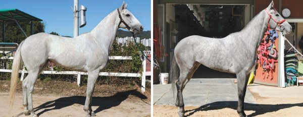 최고의 단거리 암말이 23일 일요일 8경주(1200m)에서 가려진다. 출전마 중 소베라니아와 함께 레이팅이 가장 높은 영광의미소(왼쪽)와 최근 4등급으로 승급한 은혜서브. 사진제공｜한국마사회