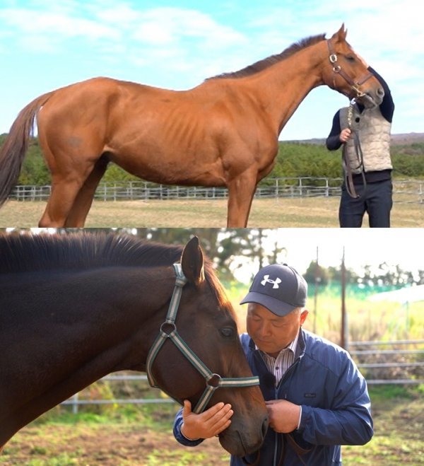 청담도끼(위). 마주:김병진/혈통:(부)TO HONOR AND SERVE /(모)ELUSIVE GOLD/승률:46.2% 복승률:64.1% 통산전적:39(18/7/2/3/4) 수득상금:30억9500만원. 롤러블레이드. 마주:김형란/혈통:(부)OFFICER (모)DACTIQUE‘S QUEST/승률:50.0% 복승률:64.3% 통산전적:14(7/2/1/0/2) 수득상금:8억1215만원