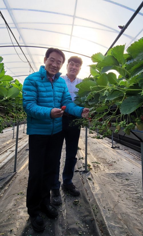 지난 9일 강진원 강진군수가 딸기 재배농가 김홍석 씨의 하우스를 방문해 딸기 상태를 점검하고 있는 모습. 사진제공 | 강진군