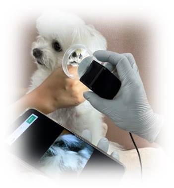 나인의 ‘PREVET(프리벳)’을 이용해 반려견의 귀를 살펴보고 있다. 사진제공|(주)나인