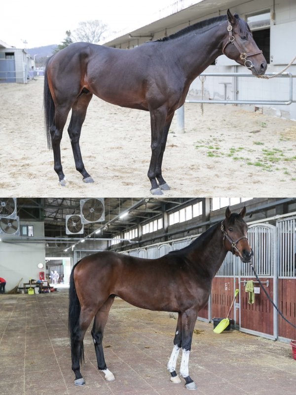 최고블랙(왼쪽)·야무진재수. 사진제공 | 한국마사회