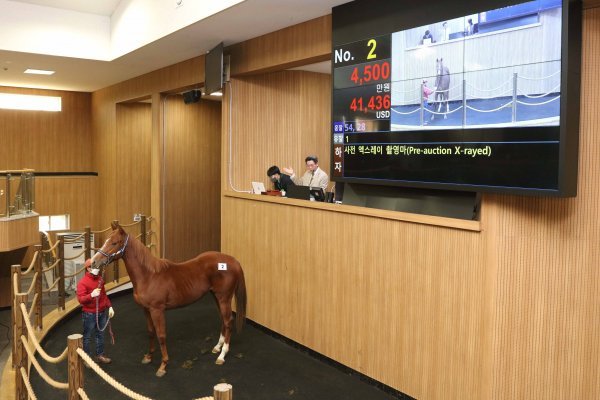 코로나19 이전의 활기를 되찾고 있는 경주마 경매장