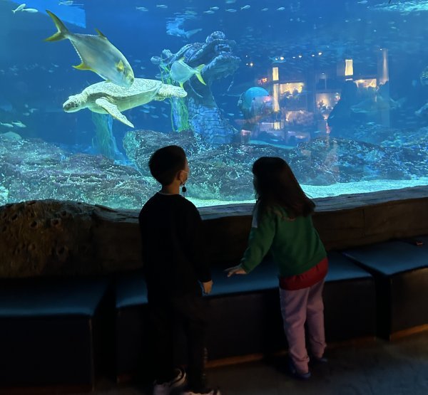 부산 해운대구가 관내 160가정을 대상으로 드림스타트 사업을 추진하고 있는 가운데 아이들이 아쿠아리움 관람을 하고 있다. 사진제공 | 부산 해운대구