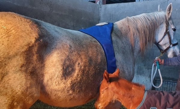 사진제공|한국마사회