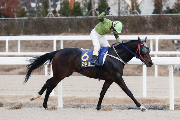 29일 렛츠런파크서울에서 열리는 2023년 계묘년 첫 대상경주 ’세계일보배’에 출전하는 라온퍼스트. 지난해 이 대회서 우승한 디펜딩 챔피언으로 이번 출전마 중 1200m 평균 기록이 가장 좋다. 사진제공｜한국마사회