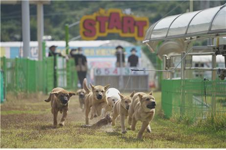 오는 4일 진도개테마파크 일원에서 Dog스포츠가 열린다. 제공=진도군