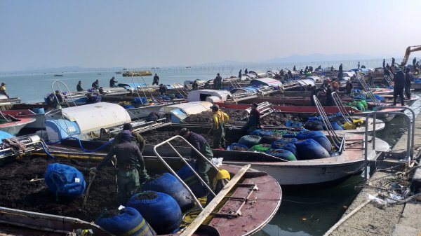신안군이 최근 해양수산부에서 공모한 ‘제1차 김산업 진흥구역 지정 공모사업’에 최종 선정됐다. 사진제공ㅣ신안군