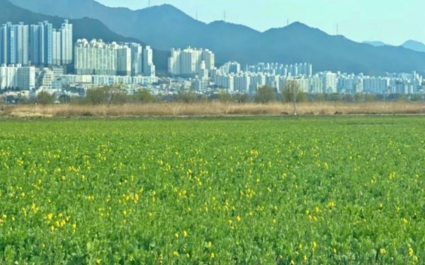 지난 22일 유채경관단지 현장사진. 사진제공ㅣ부산시