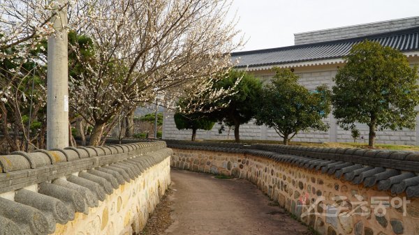 구림전통마을은 야트막한 토담으로 이어진 골목길을 거니는 즐거움이 매력이다. 봄을 맞아 마을 곳곳에서 만나는 매화 등 봄꽃도 정취를 더해준다. 영암｜김재범 기자 oldfield@donga.com
