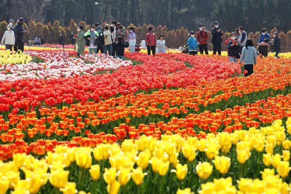 지난해 4월 16일 튤립축제 행사장 모습. 사진제공ㅣ신안군