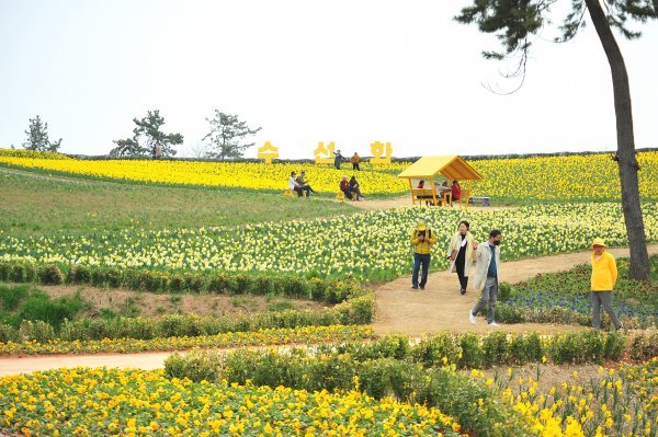 지난 3월 30일부터 4월 9일까지 11일간 열린 섬 수선화 축제 사진. 사진제공ㅣ신안군