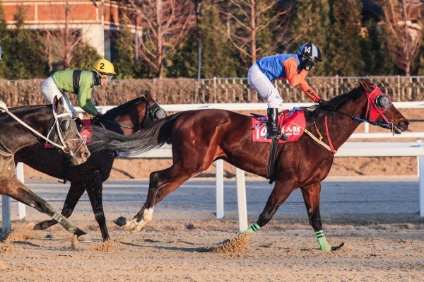 16일 렛츠런파크 서울에서 열리는 헤럴드경제배 대상경주에서 2연패를 노리는 위너스맨. 사진제공 l 한국마사회