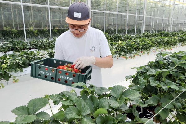 고흥 스마트팜 혁신밸리에서 딸기를 수확하고 있는 청년농업인. 사진제공ㅣ전남도