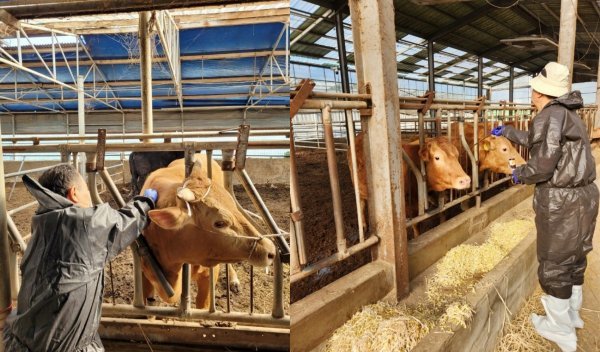소 구제역 접종 모습. 사진제공ㅣ김해시