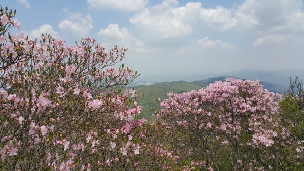 지난 2019년 고산 철쭉이 만개한 모습. 사진제공ㅣ화순군