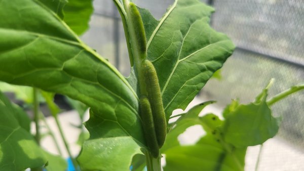 생태여행관 흰나비 한 살이 키트. 사진제공ㅣ울산시설공단