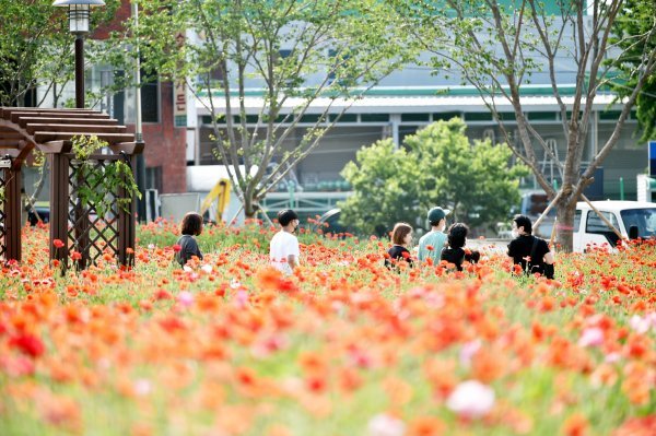 경북 청송군의 주왕산관광단지와 진보면 객주정원에 꽃양귀비가 활짝 피기 시작하며 관광객들을 반기고 있다. 사진제공ㅣ청송군