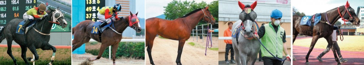 4일 렛츠런파크 부산경남 제6경주로 열리는 ‘코리안오크스’에 출전하는 즐거운여정, 닥터오스카, 매직클래스, 라온포레스트, 라온더퀼리티(왼쪽부터). 사진제공 l 한국마사회