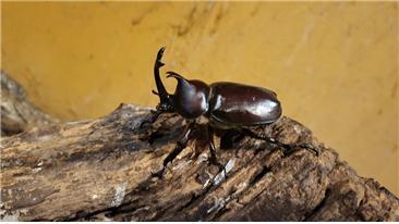 장수풍뎅이. 사진제공 | 울산시설공단