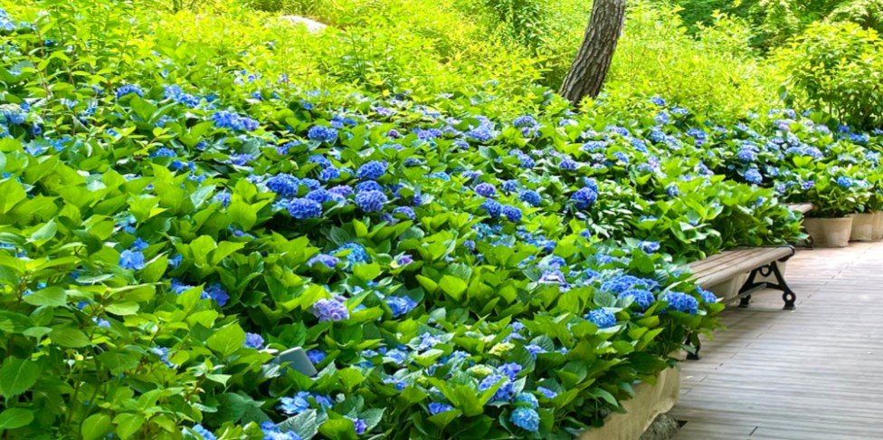 곤지암리조트의 ‘화담숲 수국 축제 패키지’는 여름의 가장 아름다움을 뽐내는 7만여본의 수국을 만끽할 수 있다.