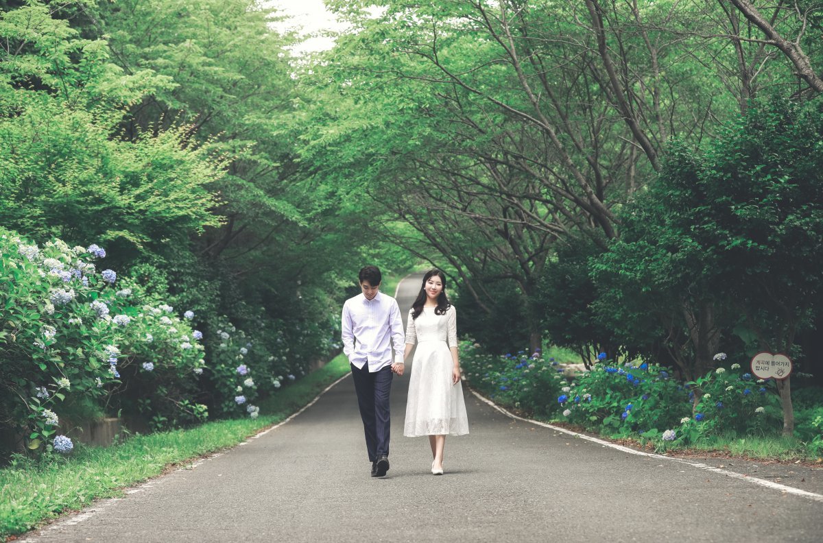 강진 수국길 축제가 오는 30일부터 내달 2일까지 보은산 V랜드 일원에서 열린다. 사진은 강진 수국을 배경으로 한 리마인드 웨딩 촬영 장면. 사진제공ㅣ강진군