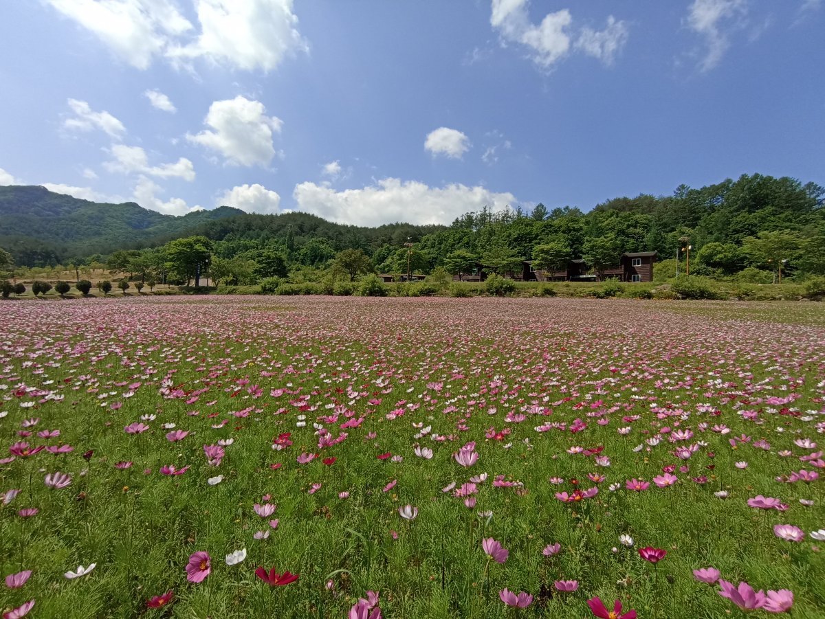 경북 영양군 수비면 밤하늘보호공원 일원에 만개한 코스모스. 사진제공ㅣ영양군