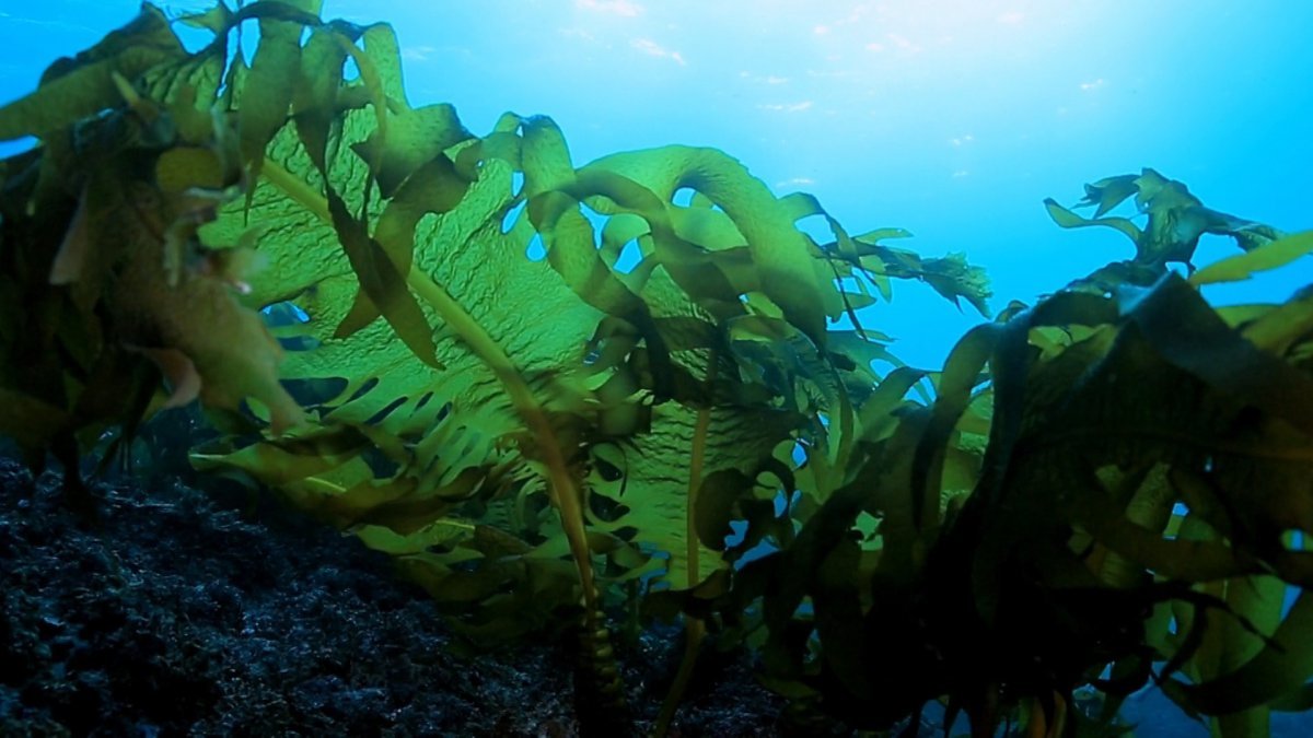 완도 바다에서 서식하고 있는 해조류. 사진제공ㅣ완도군