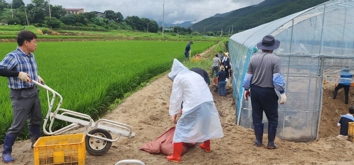 영양군 공무원 30명이 수해피해를 입은 봉화군 춘양면의 채소재배 농가에서 일손을 보태고 있다. 사진제공ㅣ영양군