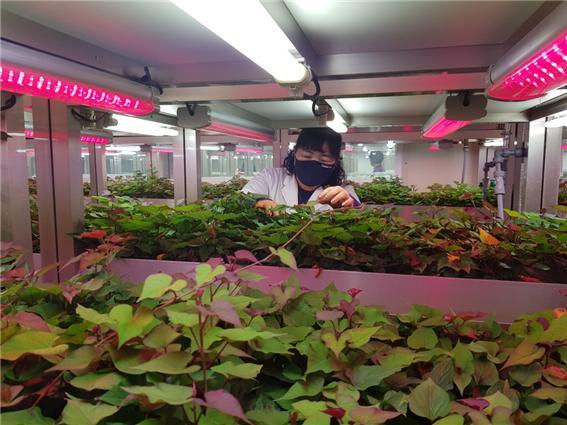 해남군농업기술센터가 고구마 조직배양묘를 분양하고 있는 모습. 사진제공 | 해남군