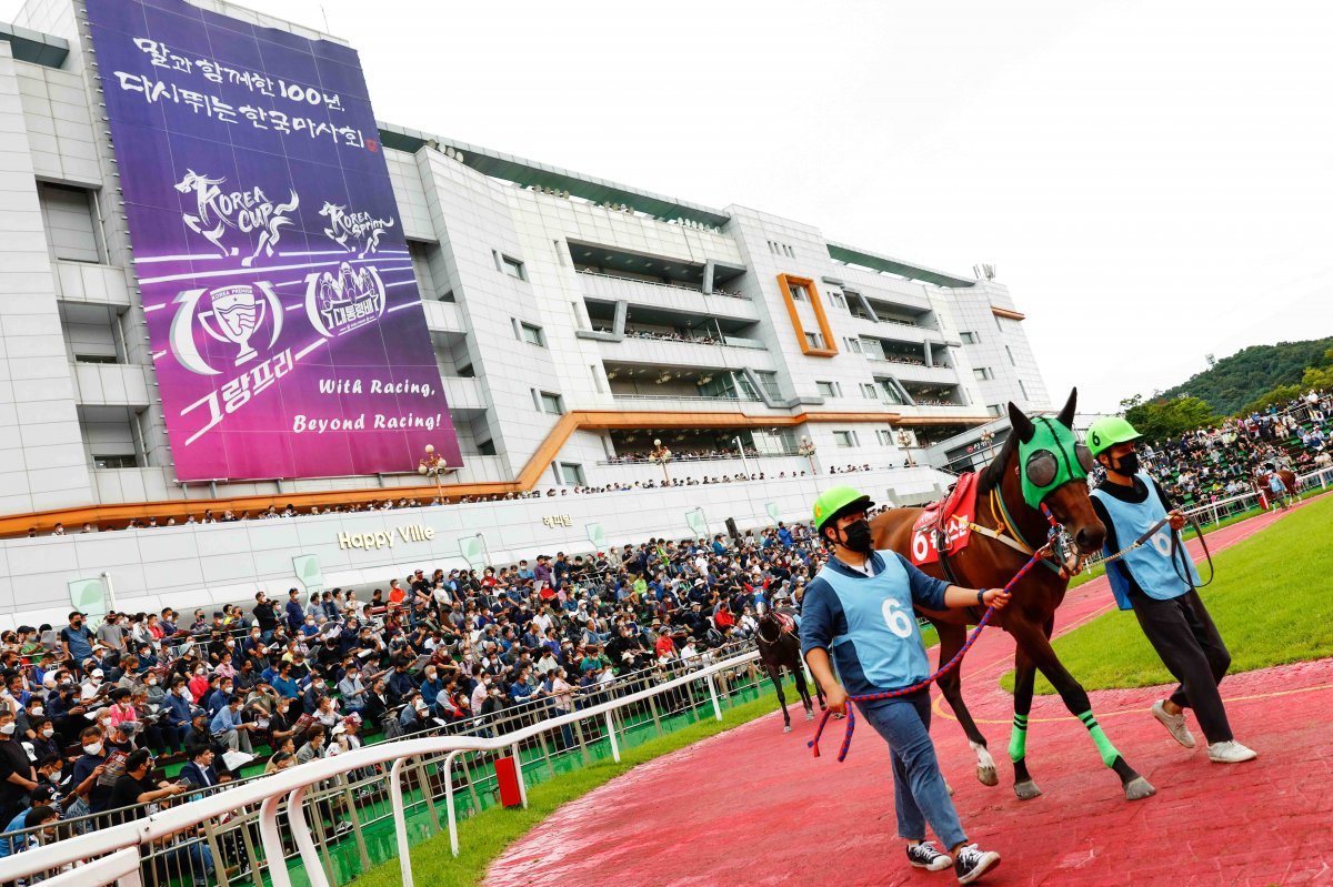 9월 10일 미국, 일본, 홍콩 등 전 세계 경주마들이 겨루는 코리아컵과 코리아스프린트가 열린다. 사진은 지난해 열린 코리아컵에서 출전을 앞두고 예시를 하고 있는 경주마들. 사진제공 l 한국마사회