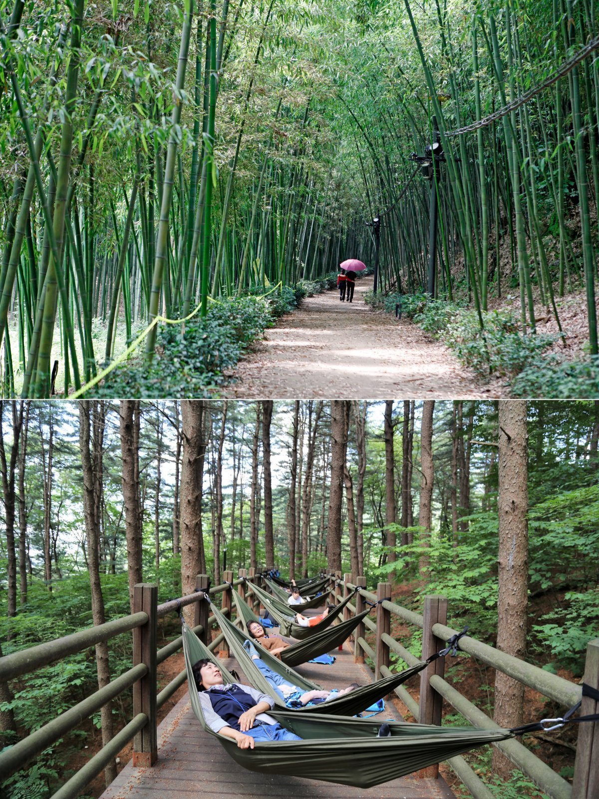섬진강을 따라 펼쳐진 숲길이 담양 대숲과는 또 다른 느낌을 주는 구례 섬진강대숲길. 600m의 대숲에 다양한 포토 존을 조성해
낮은 물론 야간 데이트코스로도 인기가 있다(위). 국립김천치유의숲에서 진행하는 수도산 마인드테라피 프로그램. 관람객들이 잣나무 덱
로드에서 해먹체험을 하고 있다(아래). 사진제공|한국관광공사