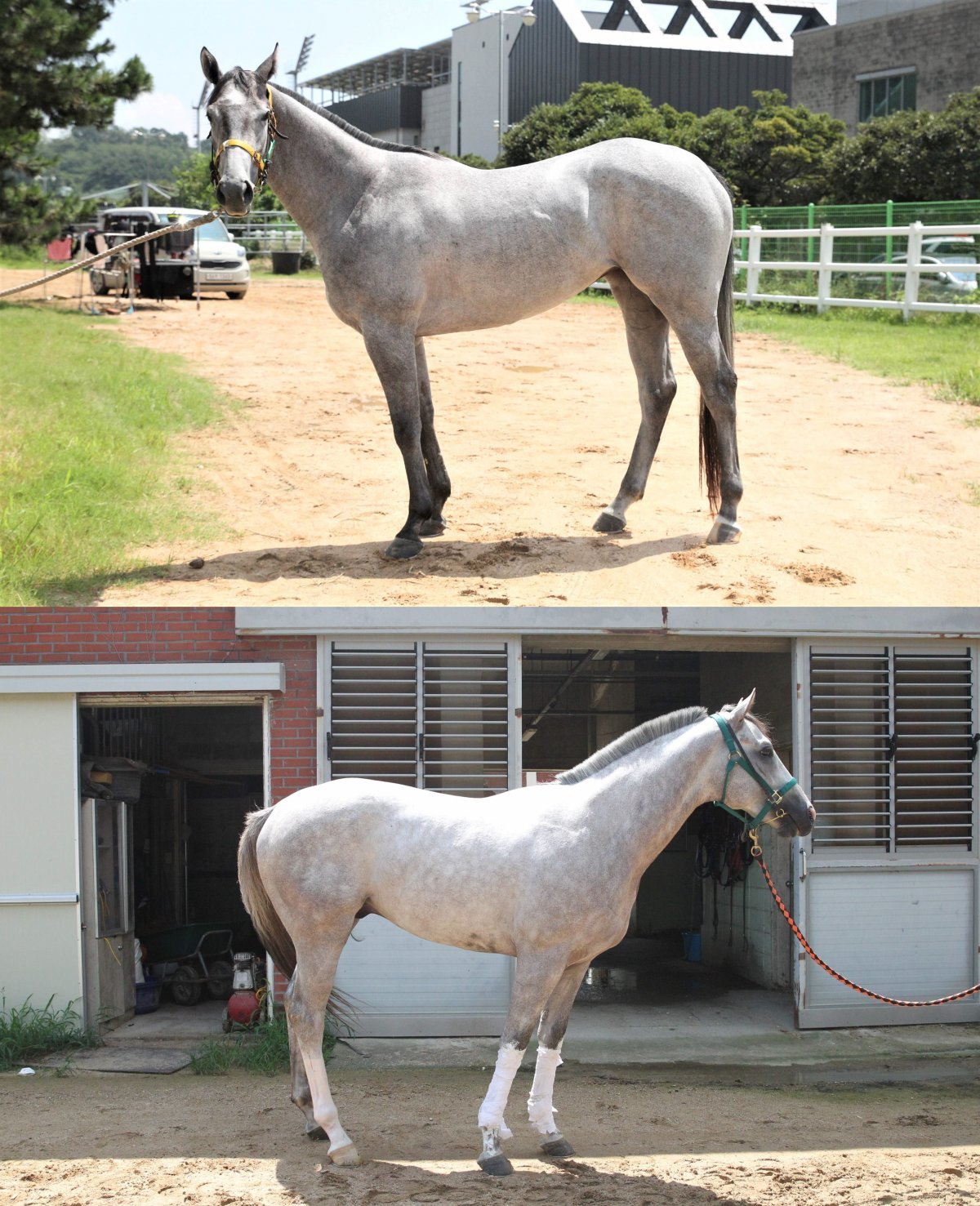 마더로드(위)·닥터킹덤. 사진제공 | 한국마사회