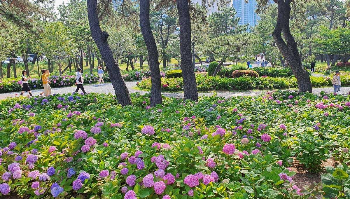 해운대공원 수국단지. 사진제공ㅣ부산 해운대구