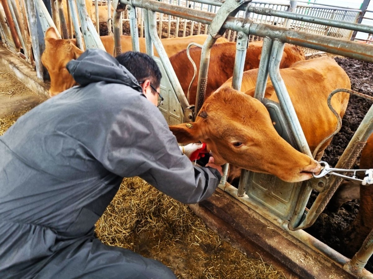 김해시가 소 가축전염병 예방접종을 하고있는 사진. 사진제공ㅣ김해시