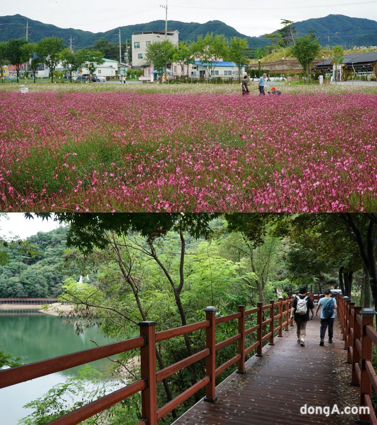 제천의 명물인 모산비행장. 민간에 개방해 철마다 다양한 색깔의 꽃바다를 이루는 제천 방문 인증샷 명소로 유명하다. 방탄소년단의 
뮤비에 등장해 ‘아미’들의 성지순례코스 중 하나이기도 하다(위 사진). 의림지 윗쪽의 저수지 비룡담에서 출발하는 ‘제천 의림지 
한방 치유숲길’의 물안개길 구간. 제천｜김재범 기자 oldfield@donga.com