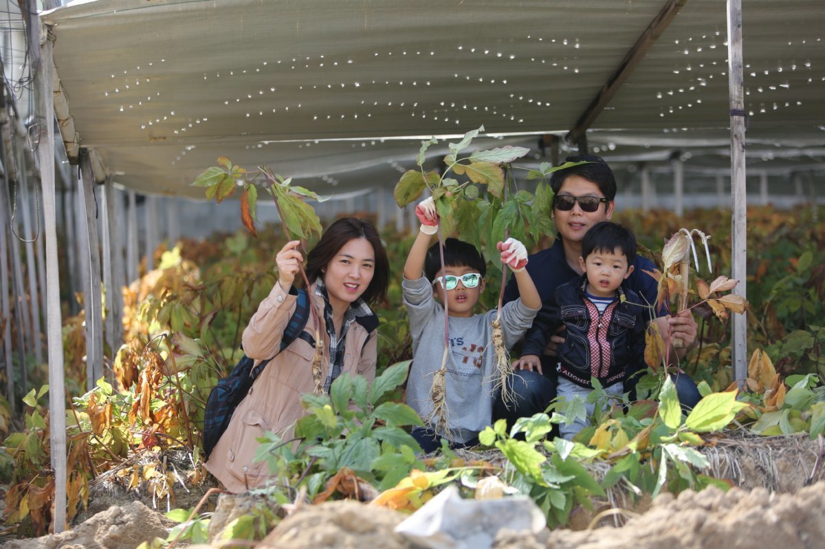 인삼축제 참가자들이 풍기인삼캐기 체험에서 캔 인삼을 들고 있다. 사진제공ㅣ영주시