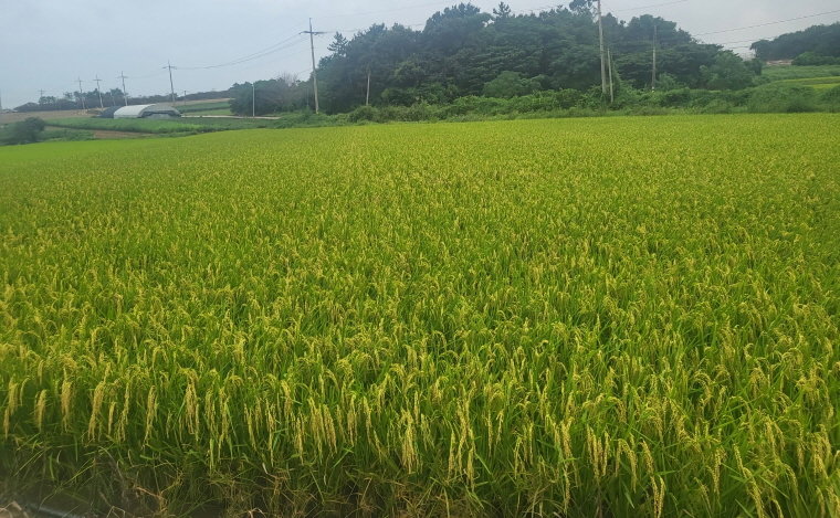 해남군 황산면 연당리 가루쌀 생산단지. 사진제공ㅣ전남도