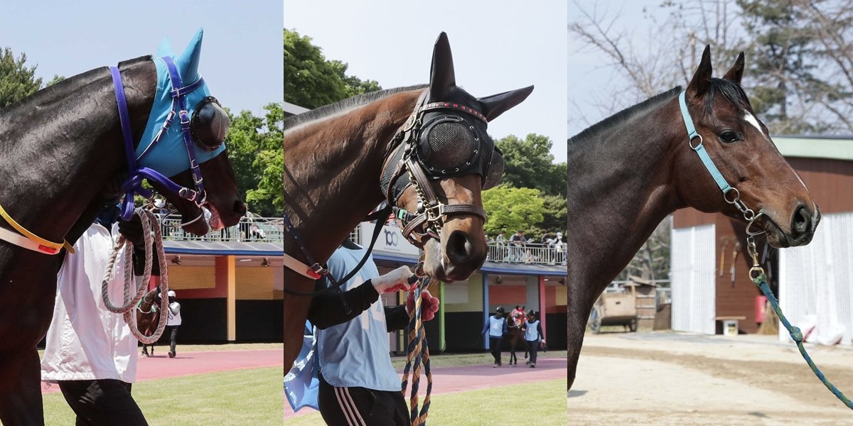 용암보스·빅터문·레전드데이(왼쪽부터).