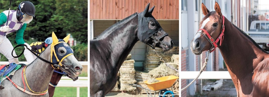 5일 렛츠런파크 서울 8경주로 펼쳐지는 ‘제19회 농협중앙회장배’에 출전하는 라라케이, 세광파이터, 원평리스트(왼쪽부터). 사진제공 l 한국마사회