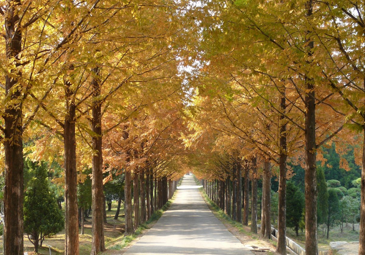 전남산림자원연구소 메타세쿼이아길. 사진제공ㅣ전남도